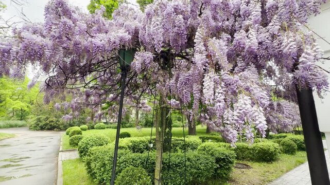 purple Wisteria flowers sway gently in the breeze. These blossoms create a soft rustling sound that mixes with birds singing and a distant city hum.