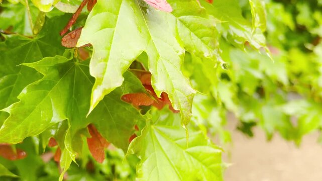 Vibrant Green Maple leaves and red seeds collect falling rain. The steady downpour creates a soothing, heavy pattering sound against the broad foliage. This scene feels calm and deeply refreshing.
