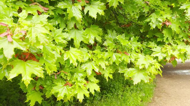 Raindrops tap rhythmically against the broad green leaves. Water drips steadily from the branches into the muddy trail puddles below with a soft splashing sound.