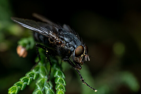 Bluebottle fly appearing to offer pollen to camera in macro portrait on garden plant, Bristol, United Kingdom
