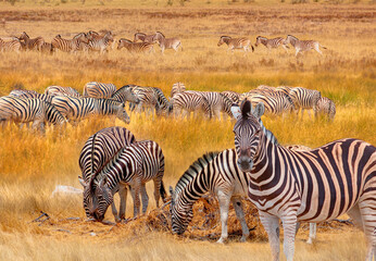 Obraz premium A group of zebras standing among the yellow grass in Etosha National Park in Namibia, in the African savannah, during a safari - Etosha National Park, Namibia