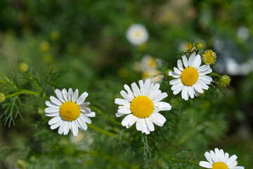 Fototapeta premium Wild chamomile flowers - Latin name - Matricaria chamomilla