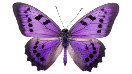 Vibrant purple butterfly with black spots, isolated on transparent background © AnaMaria