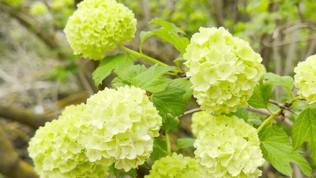 Soft, round viburnum opulus flowers cluster beautifully on branches, creating a deeply serene feeling. The gentle lime-green tones bring a calm, refreshing sense of peace to a bright spring day.