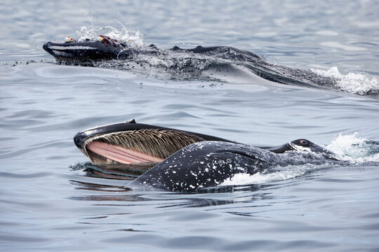 Two humpback whale feeds with its mouth open (mouth modifications called baleen) - Knysna,  South Africa.