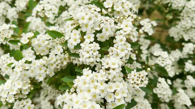 Thick, cascading clusters of tiny white spirea flowers overflow from vibrant green shrubs. The dense floral blanket creates an incredibly joyful, refreshing, and lively spring environment.
