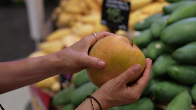 Close up of shopper hands selecting ripe mango in supermarket fruit aisle. Healthy food shopping, organic produce, conscious consumer lifestyle and choosing fresh tropical fruits in grocery store.