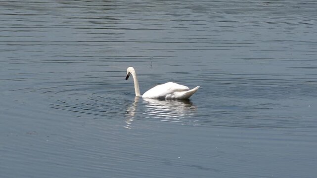 Cygne