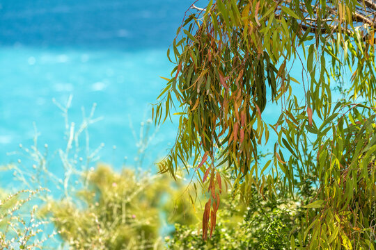 Eucalyptus en bord de mer en Tunisie