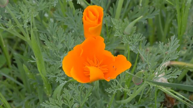 Pavot de californie