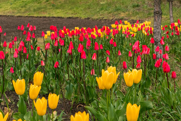 Obraz premium A stunning spread of yellow and pink tulips brings energy to the spring garden, highlighted by crisp green foliage and open air.