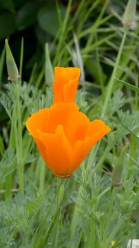 Pavot de californie