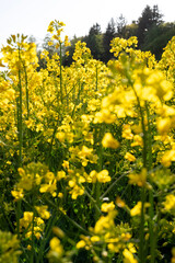 Obraz premium Vibrant Yellow Rapeseed Field in Gilching Village - Bavarian Countryside Spring Landscape, Blooming Canola, Rural Bavaria Germany, Soft Bokeh