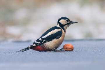 Fototapeta premium Great spotted woodpecker on ice with a walnut.