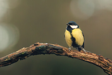 Great tit perched naturally on a tree branch. © Quirina