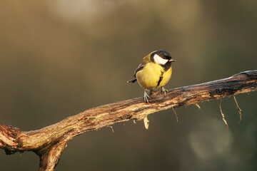 Great tit perched naturally on a tree branch. © Quirina