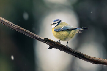 Blue tit perched on a branch during snowfall. © Quirina