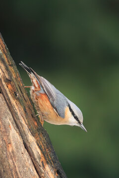 Colorful nuthatch perched naturally on a tree branch.