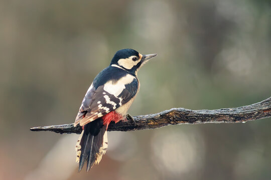 Great spotted woodpecker perched on a tree branch.