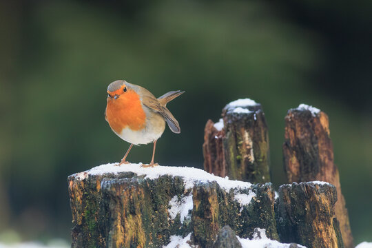 Charming robin surrounded by subtle winter atmosphere.