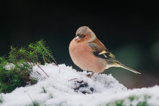 Beautiful finch in a soft winter atmosphere.