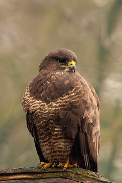 Wild buzzard perched alertly on a rustic branch.