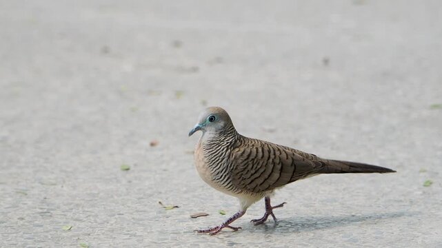Zebra dove bird walking slowly on concrete paved ground outdoors