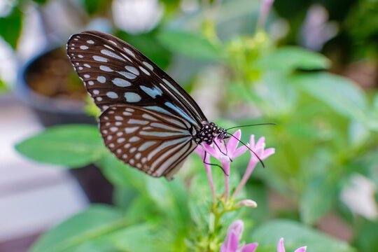 Beautiful spotted butterfly resting on a small pink flower close up with soft blurred green leaves background