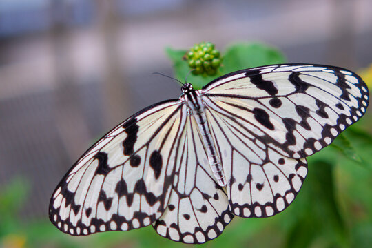Beautiful spotted butterfly resting on a fresh green leaf close up with soft blurred background