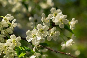 Obraz premium Elegant cherry blossoms blooming among lush green leaves with warm natural light creating a peaceful spring atmosphere.