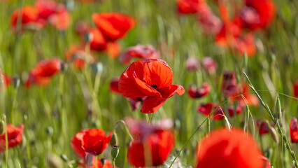 Fototapeta premium field of red poppies