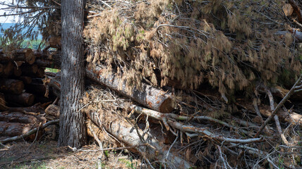 Fototapeta premium A stack of logs lies under a fallen tree with dry branches. Green grass surrounds the area. The sun shines brightly, revealing the clear sky above