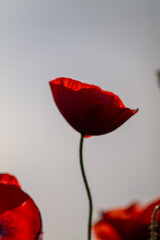Obraz premium red poppy flowers