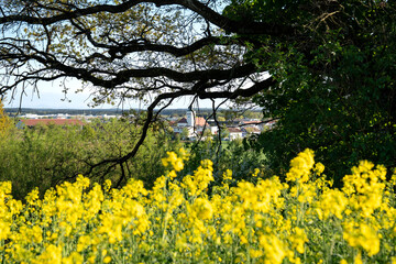 Fototapeta premium Vibrant Yellow Rapeseed Field With Gilching Village Church In Background - Bavarian Countryside Spring Landscape, Blooming Canola, Rural Bavaria Germany, Soft Bokeh