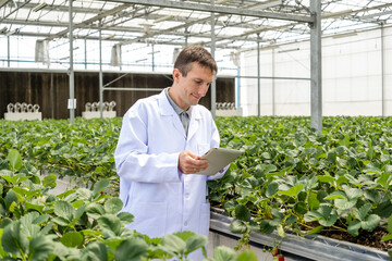Obraz premium Researcher in a greenhouse inspects strawberry plants, recording observations on a clipboard amid rows of crops in a controlled growing environment.