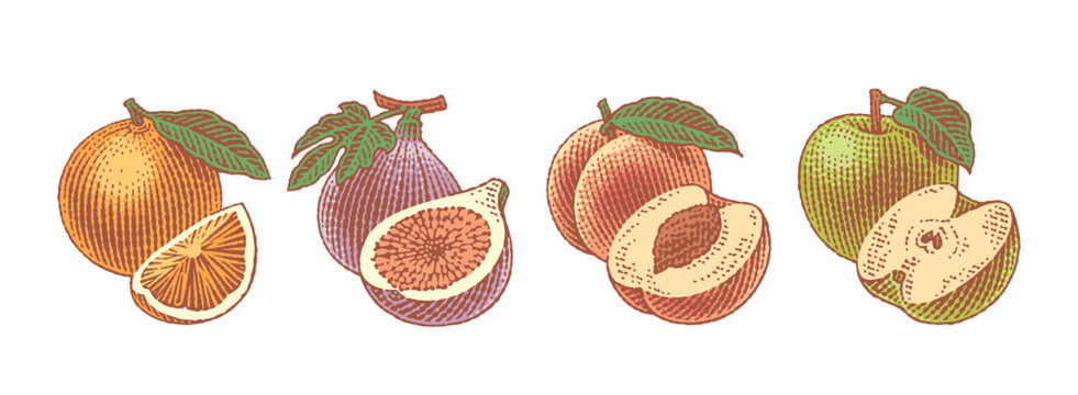 Fresh Fig, Peach, Apple and Orange. Hand drawn engraving style illustrations.	
