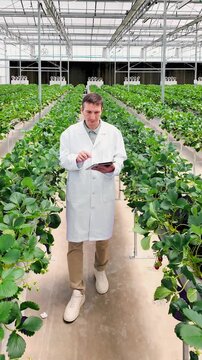 Scientist in a lab coat uses a tablet to inspect rows of strawberry plants in a modern greenhouse, monitoring growth and conditions.