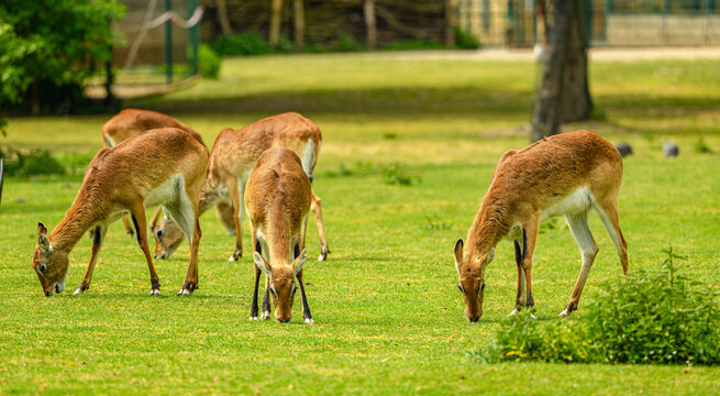 red or southern lechwe (Kobus leche) grazing