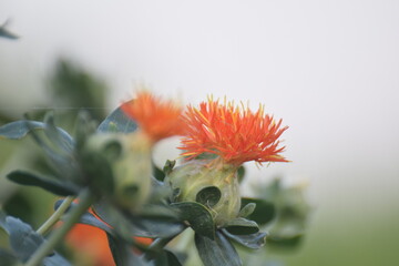 green Blooming orange safflower close-up. Safflower fields against the backdrop of mountains. Industrial cultivation of safflower for oil production. Yellow red and dark red safflower and seed varieti © ASIF NASEEM