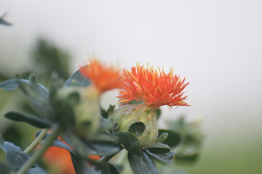 green Blooming orange safflower close-up. Safflower fields against the backdrop of mountains. Industrial cultivation of safflower for oil production. Yellow red and dark red safflower and seed varieti