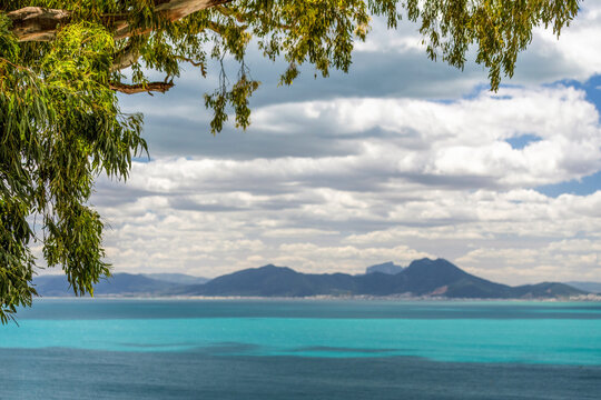 Eucalyptus en bord de mer en Tunisie