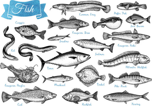 Large set of hand-drawn fish sketches created with ink and dip pen. Diverse marine and freshwater species. Big collection of illustrations in vintage engraving style.