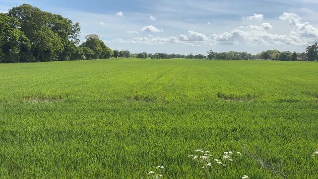 A vast expanse of vibrant green farmland stretches under a partly cloudy sky, with a line of trees bordering the field and wild flowers dotting the foreground, creating a serene rural panorama.