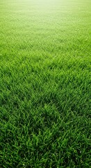 Obraz premium Dense, vibrant green turf forming a thick natural carpet under bright sunlight, perfect for landscape design backgrounds, healthy, foliage, nature