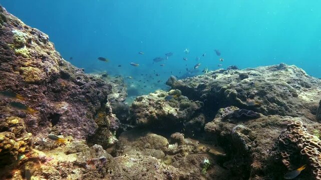Many colorful fish swim in a lively school around rugged rock formations on a vibrant reef. Sunlight beams illuminate the clear blue water as the marine life explores its natural undersea habitat