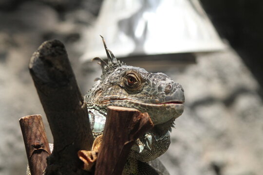 An extreme close up portrait of a green iguana's head with a sharp eye and textured scales.