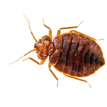 Detailed top view of a bedbug isolated on transparent background PNG element