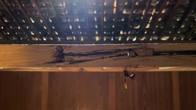 Wasp hangs quietly beneath a cracked wooden beam inside a traditional house while guarding its early nest formation, filmed in low light with a dramatic and mysterious atmosphere in a rustic tropical 