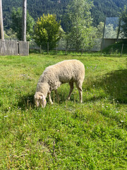 Fototapeta premium sheep standing looking at camera on hay and grass field sunny day concept of agriculture, farming, livestock, banner