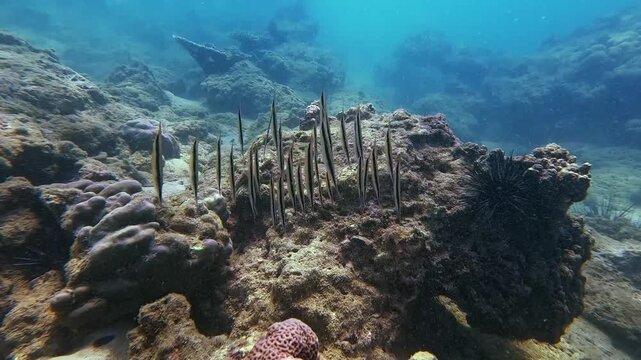 Jointed Razorfish Aeoliscus strigatus school of fish swims among sea urchins rocks and soft corals on the bottom of a tropical sea